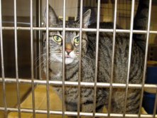 My name is Pepper and I'm a tabby.  I am very sweet and love to cuddle.  Please take me home soon.  I will make the purrrfect pet!  