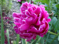 Easy Steps to Grow Peonies
