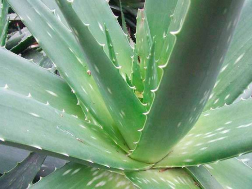 Aloe Vera - just break a leaf and use the gel