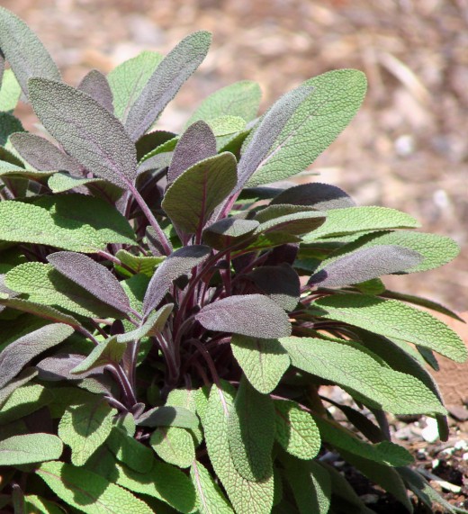 Sage plant - sage is great for mouth health. 