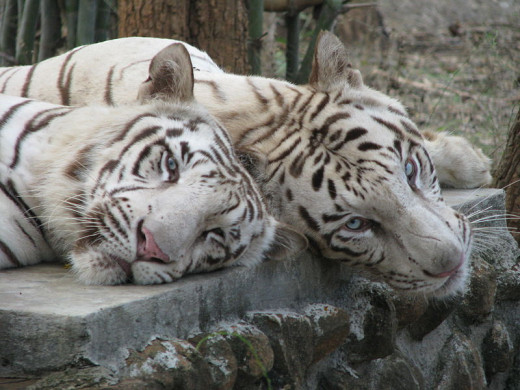 White Tigers at Bannerghatta National Park 