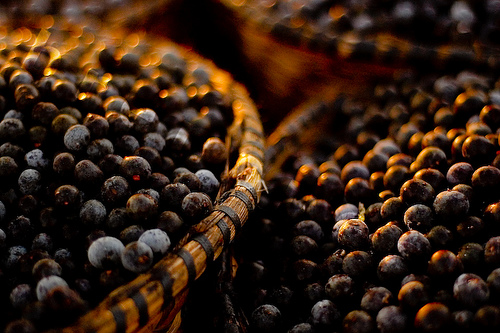 acai berries for sale in baskets