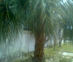 A Pantoum of Appreciation for Palm Trees