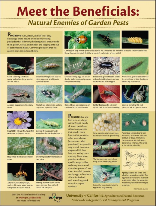 These are just some of the natural allies one can use in the garden to control pests.