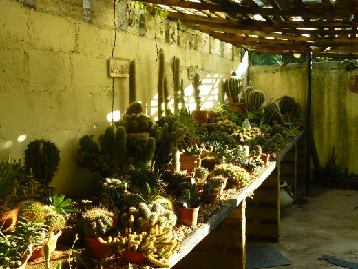 This cactus nursery contains more than 200 species of cacti. You can visit a place like this to learn more about the benefits of cactus pear and view cactus photos