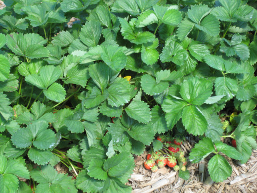 Picture Of Strawberry Plants