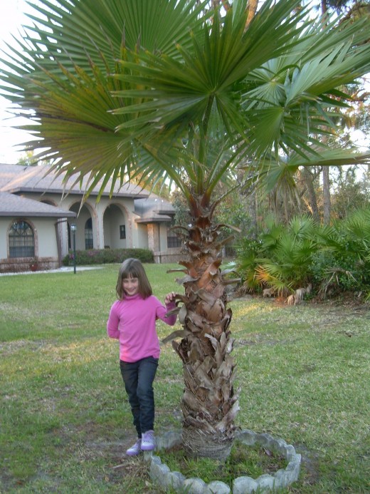 My daughter next to a palm tree in my aunt and uncle's front yard, in Florida