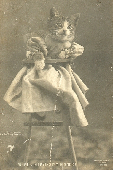 A lol cat even before there were lolcats