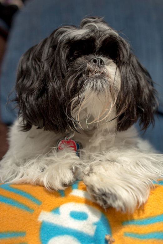 A low angle is great for capturing a more regal pose.