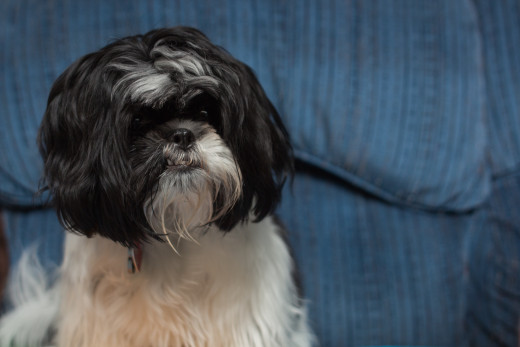 Not centering your pet in the photo is a nice way to capture a more professional feel.