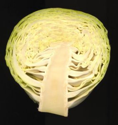 A cabbage looks something like a human brain. 
