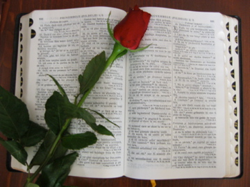Bible with Rose by Vortix
