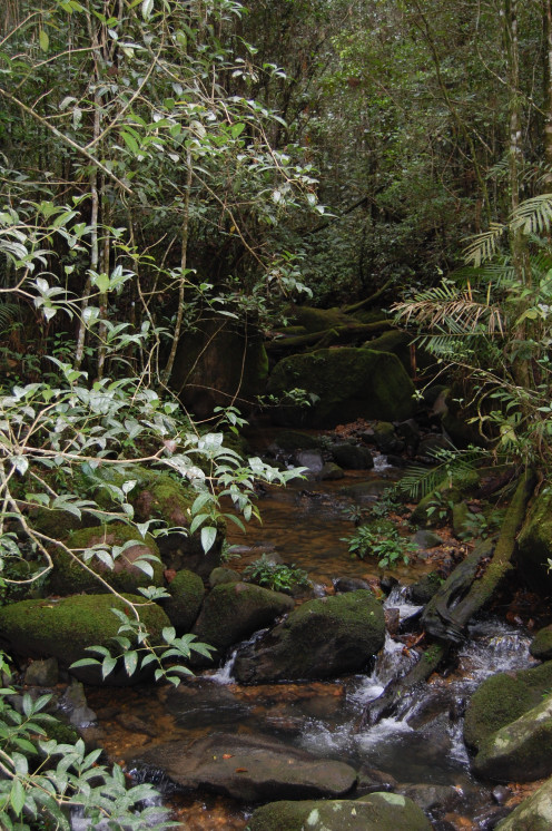 A Stream along one of the Trails