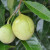 Nutmeg growing on a tree.