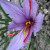 Crocus sativus flower with the orange saffron stigma.