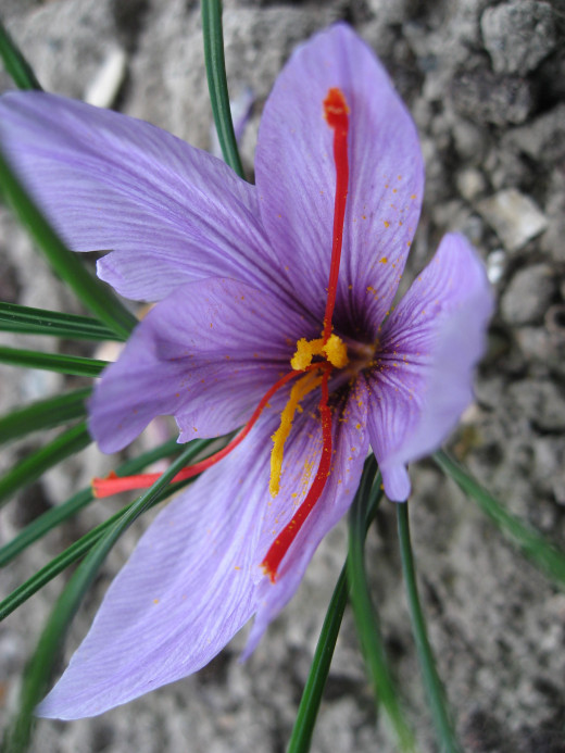 Crocus sativus flower with the orange saffron stigma.