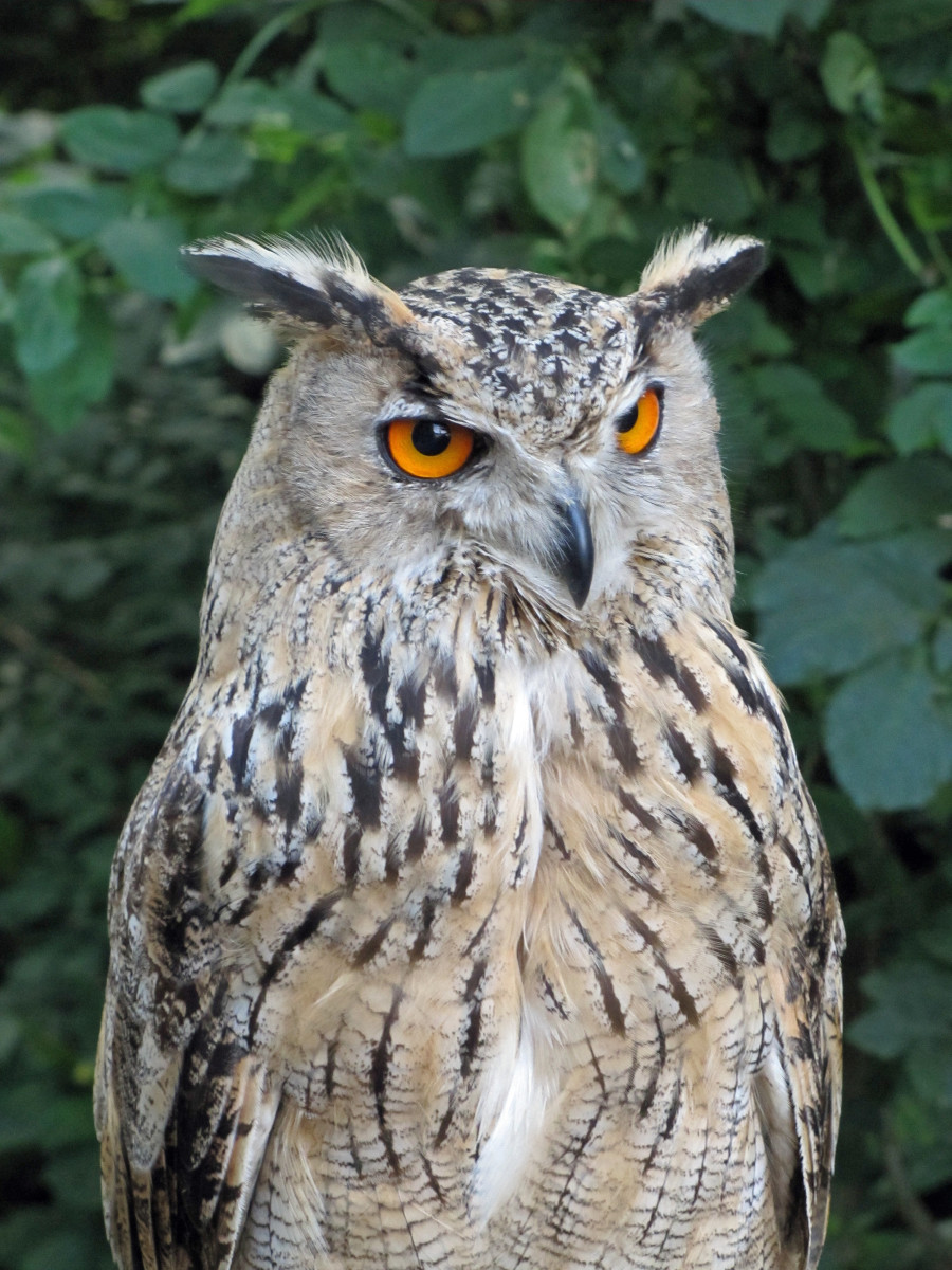 Everything You Wanted to Know About the Eurasian Eagle Owl | Owlcation
