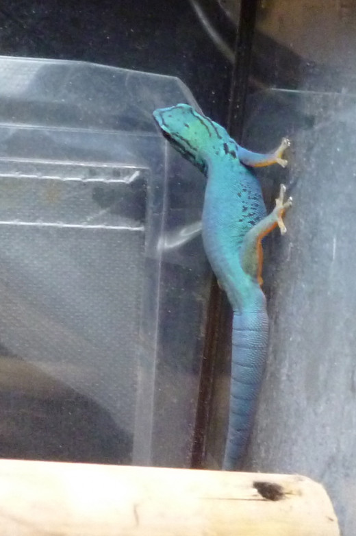 My L. williamsii gecko, William showing off his brilliant colour.  Sadly he is exceedingly camera shy.
