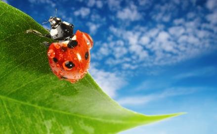 Ladybugs love to eat aphids! So it you have this problem on your prize roses or veggies, consider this natural enemy as a non toxic cure.