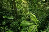 dense rainforest jungle