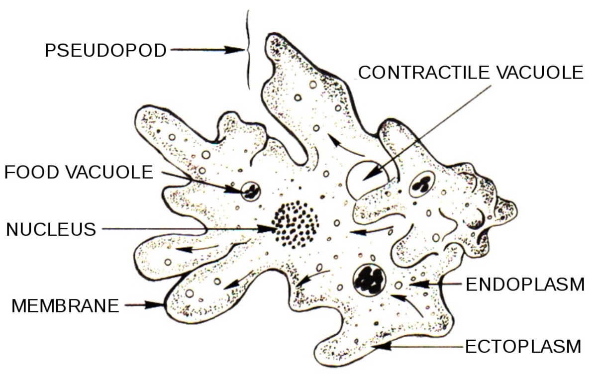 Microscopic Pond Life Identification Chart