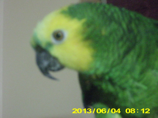 The Double Yellow Headed Amazon Parrot is a very smart bird, they pick up words really fast and can imitate their owners.