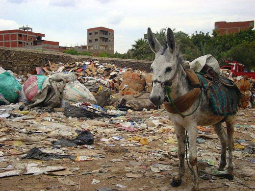 Donkeys are often used to bring garbage to Garbage City in Egypt