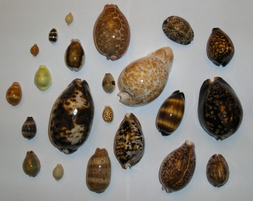 cowrie shells
