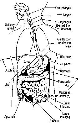 Diagram of the digestive system