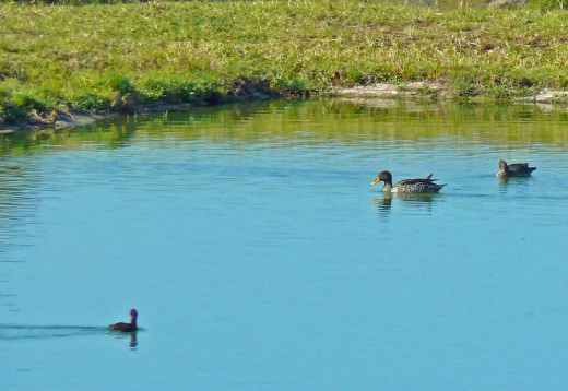 Yellow-billed Duck in sewage ponds