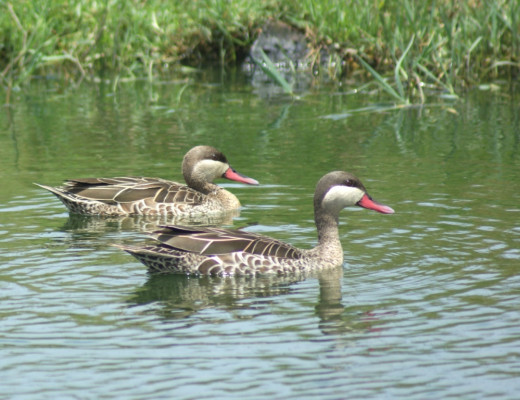 Red-billed Teal