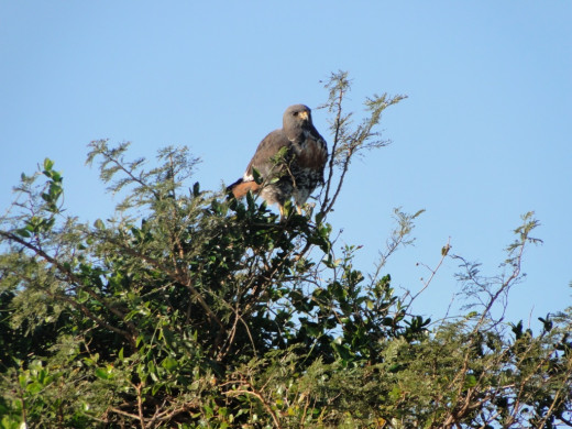Jackal Buzzard