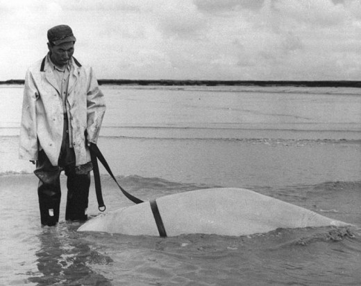 Hunting is putting belugas in danger