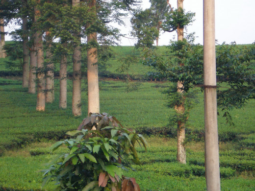 Tea plantation around Tangkuban Perahu.