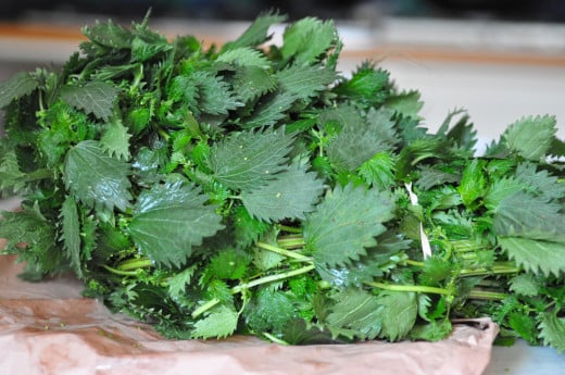Bunch of fresh stinging nettles bough from farmers' market. Image: © Siu Ling Hui
