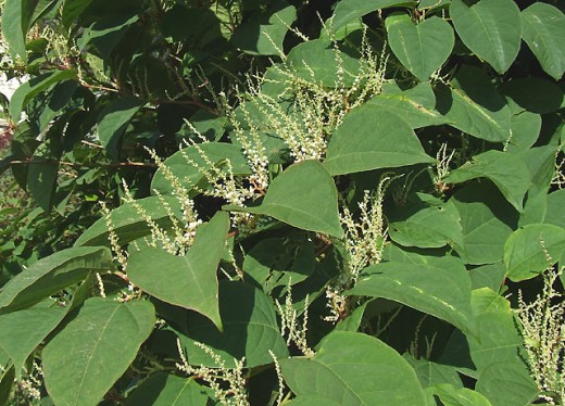 What is Japanese Knotweed.  cc-sa