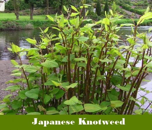What is Japanese Knotweed.  CC BY-SA 2.0