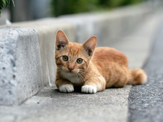 When cats find their way outside, they can easily become malnourished, sickly, and terrified.