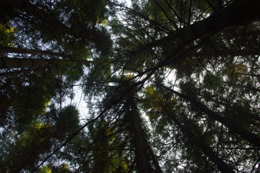 Trees competing for reaching out to the sky for light.