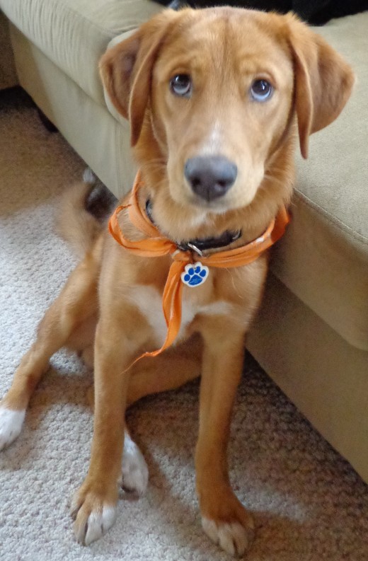 This dog has "puppy eyes"