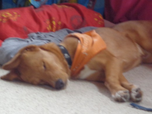 Never wake a sleeping dog OR let sleeping dogs lie means not to go looking for trouble or try to start an argument with someone