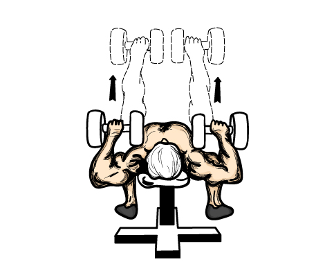 Both pectoral muscles are forced to balance the weight individually, ensuring that both sides are equally strong.