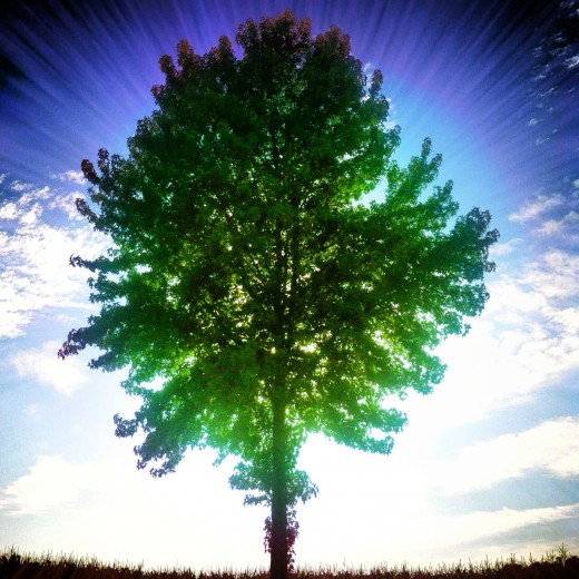 Nourish the tree within you.