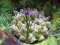 Fresh herby potato salad recipe: a seasonal delight