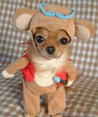 cutest dog ever