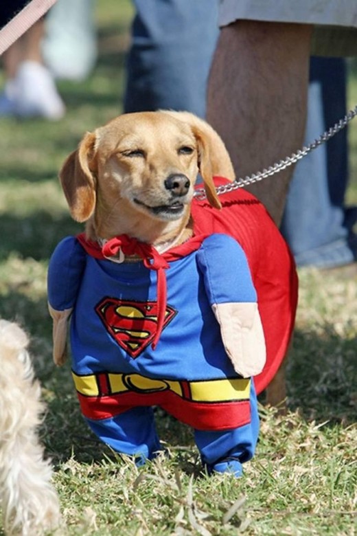 dog in superman costume