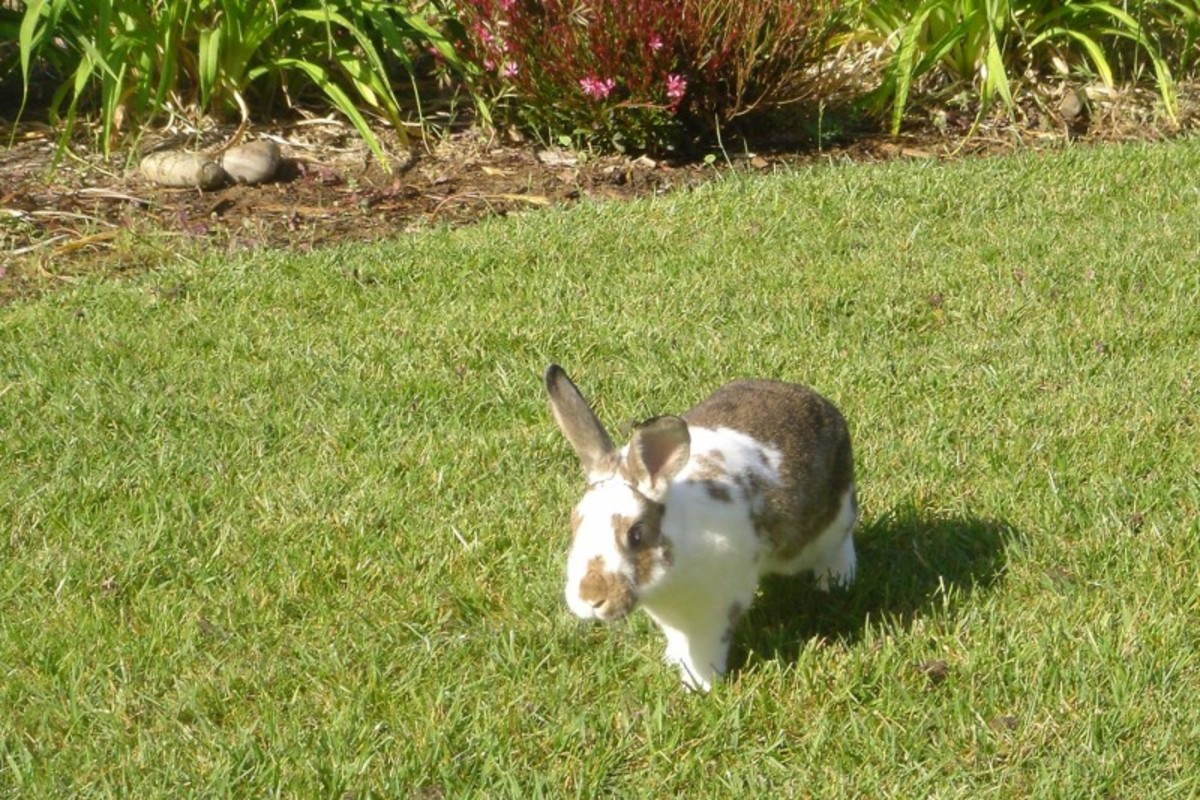 What are some tips for finding miniature bunny rabbits for sale?