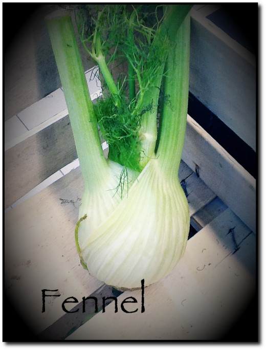 Fennel