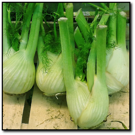 Fennel 
