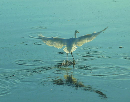 White Heron "walking on water".